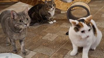 Drei tote Katzen am Friedhof – Verletzungen deuten auf qualvollen Tod