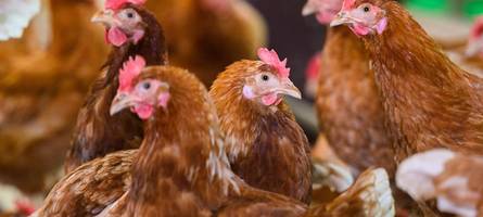 100.000 Hühner gekeult: Newcastle Disease breitet sich aus