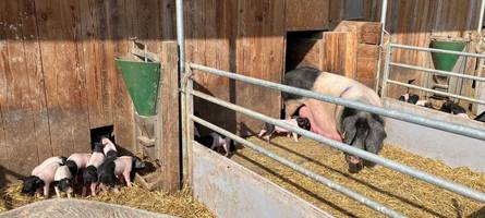 „irgendwas ist da draußen“: landwirte im ries sorgen sich wegen des wolfes um ihre tiere