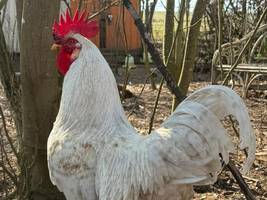 Ein Huhn, das jetzt als Hahn lebt: „Auf Hühner dürfte er recht attraktiv wirken“
