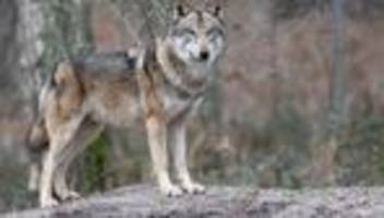 Tiere: Bundestag erleichtert den Abschuss von Wölfen