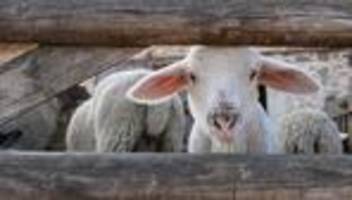 Wirtschaft: Schafzüchter hoffen auf stabile Lämmerpreise zu Ostern