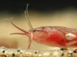 Einzigartiger Schädel: Bisher unbekannte Fischart lebt in einem Brunnen