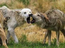 umfasst nicht nur problem-tiere : bundestag erleichtert abschuss von wölfen immens