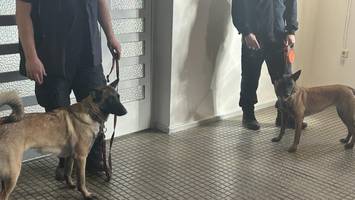 Neue Hunde-Staffel: Elli und Limited sind Berlins tierische Top-Schnüfflerinnen