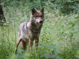 tierschutz: jetzt ist der wolf zum abschuss freigegeben