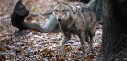 deutschland: wölfe zur jagdbaren tierart erklärt