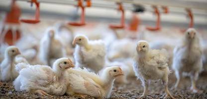 newcastle-krankheit breitet sich auf geflügelhöfen in brandenburg und bayern aus