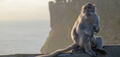 Verhaltensbiologie: Affen handeln mit Diebesgut und Elefanten unterscheiden Sprachen