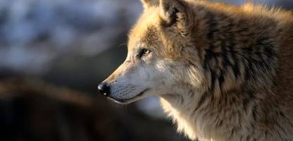 wölfe: feuer frei? das wird bei der jagd auf wölfe erlaubt