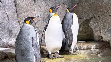 Hagenbeck und die Königspinguine freuen sich über drei Neuzugänge im Eismeer