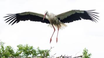 hamburgs liebste störche jette und fiete sind zurück – und brüten bald live