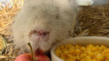 tierschützer öffnen einmal die woche wildtierstation für besucher