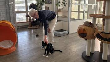 wo katzen in bergedorf einen all-inclusive-urlaub verbringen können