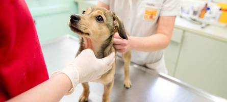 „wir haben hier oft leute, die rotz und wasser heulen“: hohe tierarztkosten sind ein problem