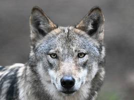 Der Wolf in Deutschland: Er hat ein echtes Imageproblem