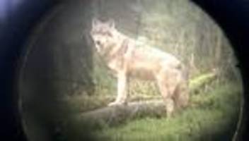 Tiere: Hessen begrüßt Jagdrecht für Wölfe – Naturschützer warnen