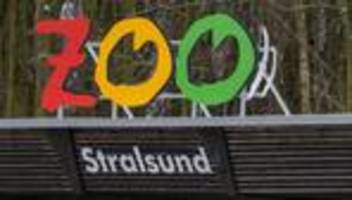 Tierseuche: Stralsunder Zoo öffnet nach Vogelgrippe-Nachweis wieder