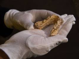 Anthropologie: Lernten die Vorfahren des Menschen in Europa das Laufen?