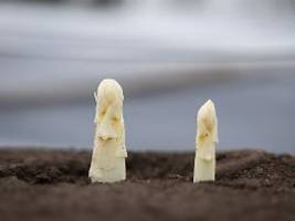 erste stangen ab mitte märz: spargel-saison beginnt mit turbostart