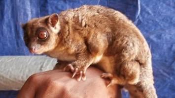 6000 Jahre verschollen: Forscher entdecken zwei seltene Beuteltiere in Neuguinea