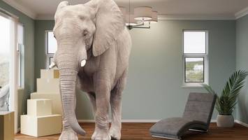 wenn der sprichwörtliche elefant im raum ganz real wird: „die elefanten“