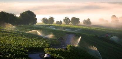 franken: in einigen jahrzehnten könnten hier oliven wachsen