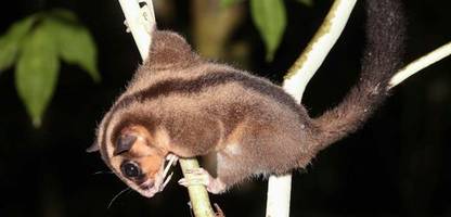 Neuguinea: 6000 Jahre galten diese Beuteltiere als ausgestorben, jetzt haben Forschende sie wiedergefunden