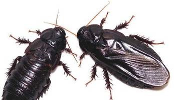 Liebesleben bei Insekten: Wenn Schaben sich mögen, fressen sie ihre Flügel