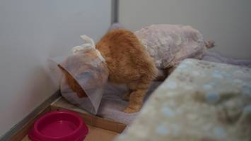 schwer verletzt in kirchwerder gefunden: rätsel um fundkater „robert“