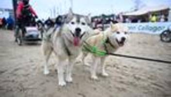 Guter Zweck: Hallervorden mit 90 bei Schlittenhunderennen auf Usedom