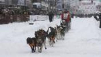 In Alaska: Größtes Schlittenhunderennen der Welt offiziell gestartet