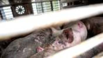 Bundesagrarministerium: Videoüberwachung soll Pflicht in großen Schlachthöfen werden