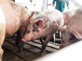 Entwurf für mehr Tierschutz: Videoüberwachung soll Pflicht in großen Schlachthöfen werden