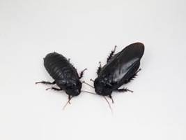 Ungewöhnliches Paarungsverhalten: Schaben fressen gegenseitig ihre Flügel