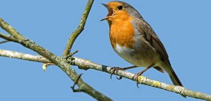 frühling: welche vögel singen da gerade vor dem fenster?