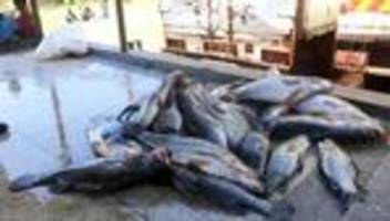 Erste globale Bestandsaufnahme: Invasive große Tiere in Seen: Jede zweite Art macht Probleme