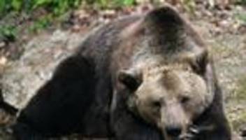 Langsames Frühlingserwachen: Wenn das Aufstehen länger dauert: Frühjahr im Bärenpark