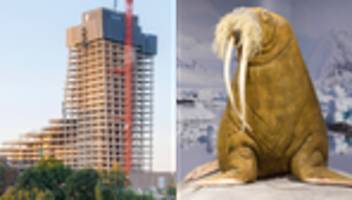 naturkundemuseum in hamburg: ein neues zuhause für antje