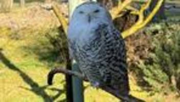 Tiere im Frühling: Frühlingsgefühle im Wildpark – nur Eule Sven macht nicht mit