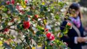 Wetter: Neue Woche startet mit Sonne, Nebel und Schauern