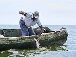 Erste globale Bestandsaufnahme: Wie große Tiere Süßwasserseen schaden