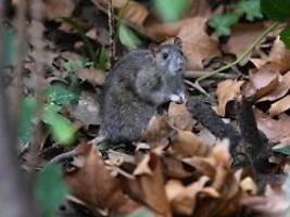gewitzte stadtbewohner: paris streitet im wahlkampf - um ratten