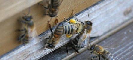 Bienenkästen, Mülltonnen und Tische auf Schulhof beschädigt