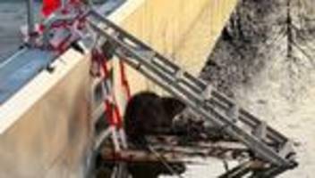 Rettungseinsatz: Biber im Becken – Nagetier verirrt sich ins Freibad