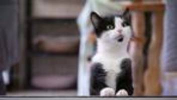 Tiere: Tierheim Dresden vermittelt 417 seiner Bewohner