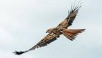 Tierschutz: Durchsuchungen nach Fund toter Greifvögel