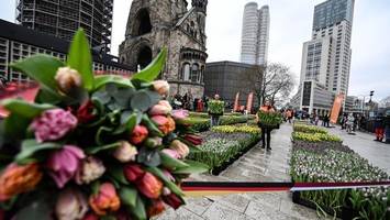 Gratis für alle: Breitscheidplatz wird zum Pop-up-Tulpengarten