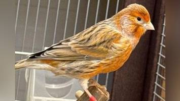 Witwer im Käfig: Kanarienvogel Lennart sucht dringend Gesellschaft