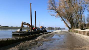 Elbufer für 200.000 Euro befestigt – damit sich eine Pflanze wieder wohlfühlt